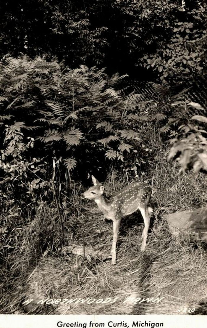 Curtis - Vintage Postcard (newer photo)